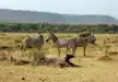 A dazzle of zebras strolling near the escarpment of Great Rift Valley in Lake Manyara National Park