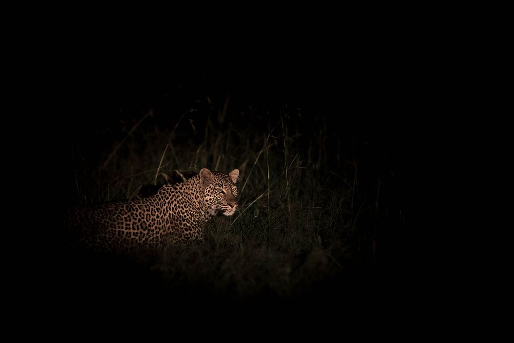 Kenya night game drive