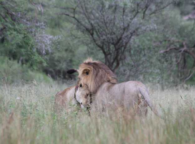 A lion and lioness relaxing amidst the lovely scenery of Tarangire national park