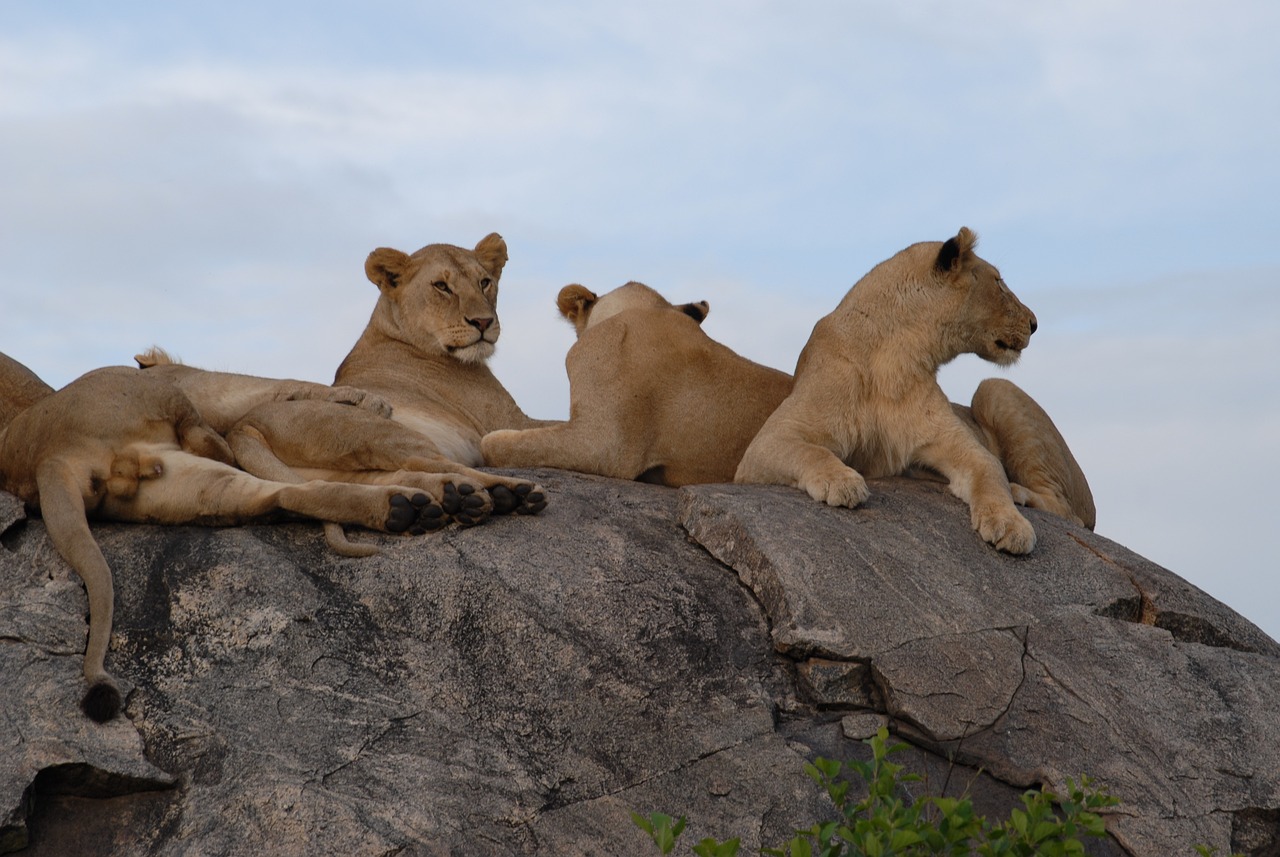 Lionesses on a kopje