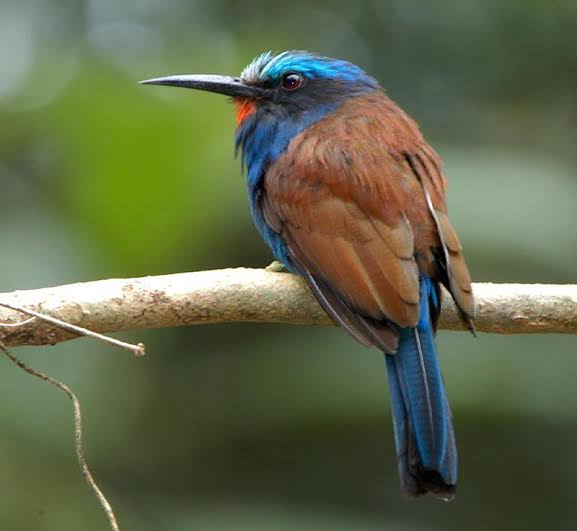 Blue Bee Eater