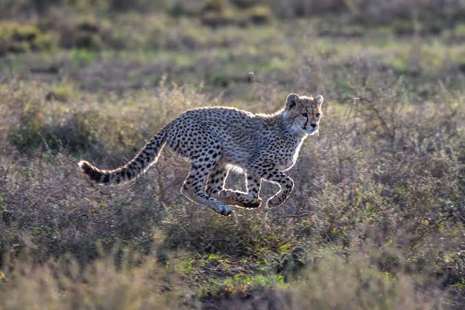 Cheetah Ndutu