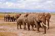 A herd of elephants with their massive tusks wandering in Amboseli National Park. 