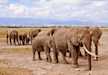 A herd of elephants with their massive tusks wandering in Amboseli National Park.