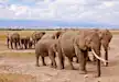 A herd of elephants with their massive tusks wandering in Amboseli National Park.