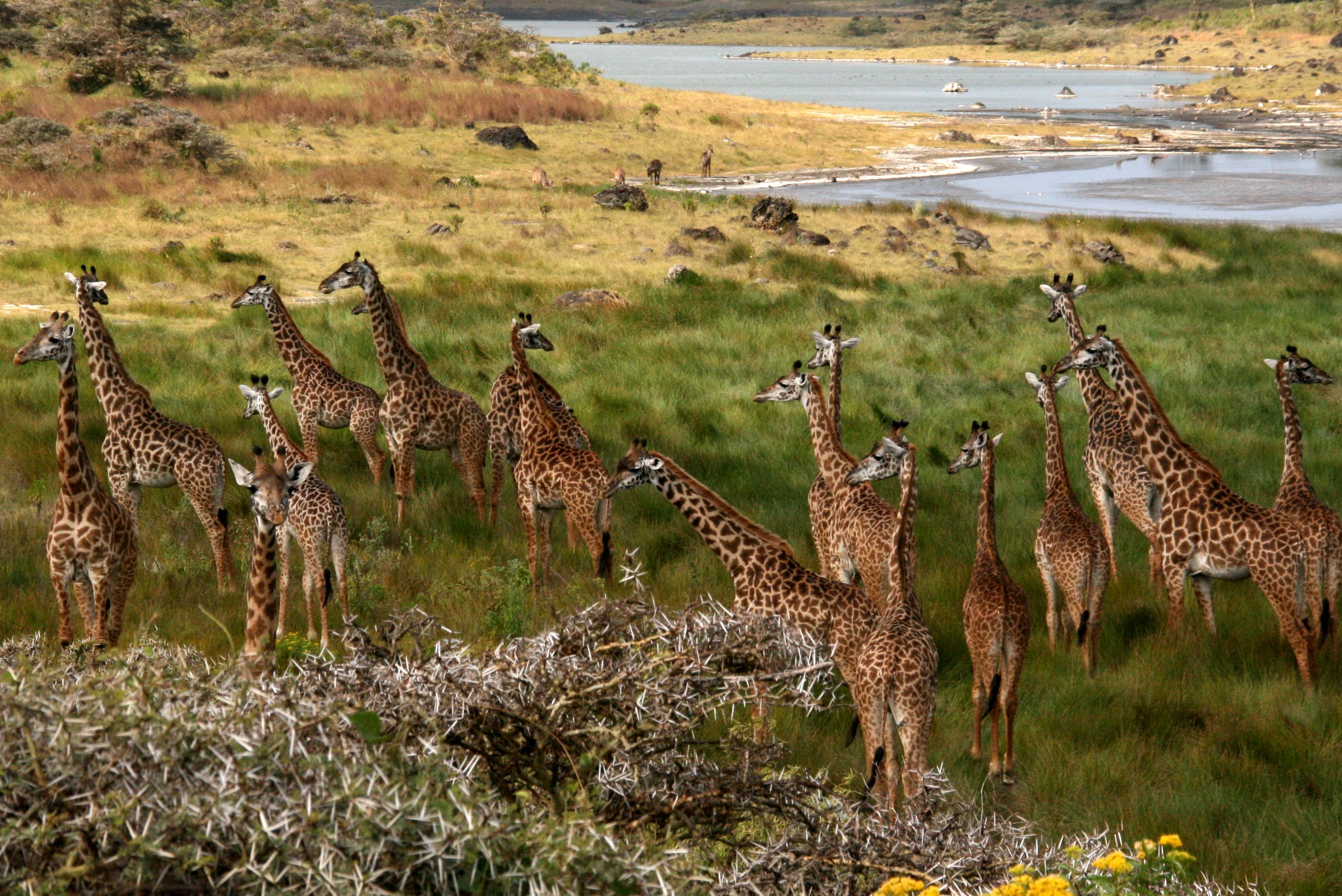 Arusha NP Giraffes