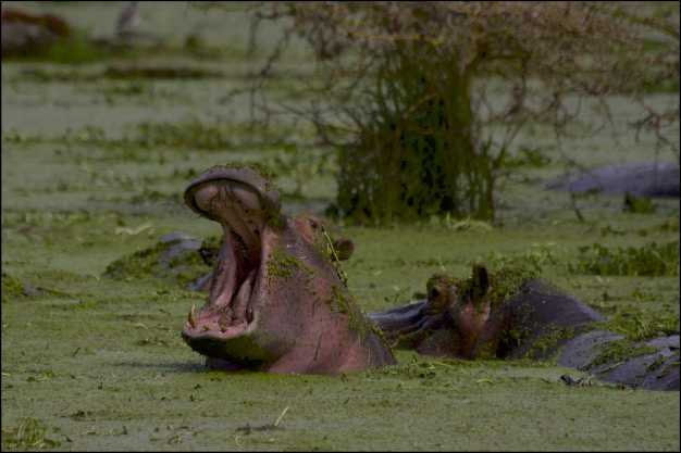 Just another day in the Hippo pool on the Ngorongoro crater floor