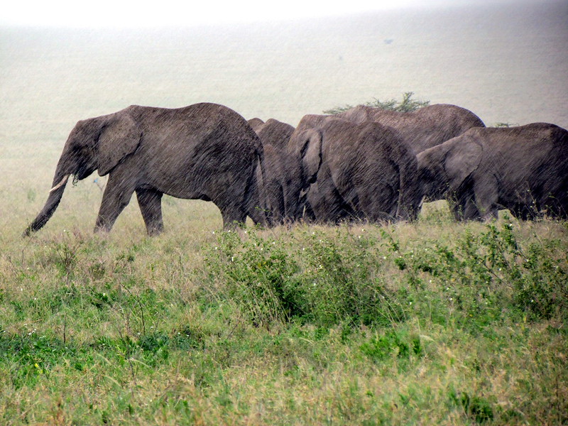 Tanzania Safari in Rain