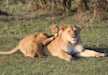Lion cubs making the mamma lioness their playground, Serengeti National Park
