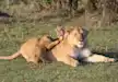 Lion cubs making the mamma lioness their playground, Serengeti National Park