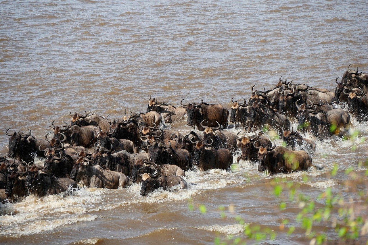 Mara River Crossing