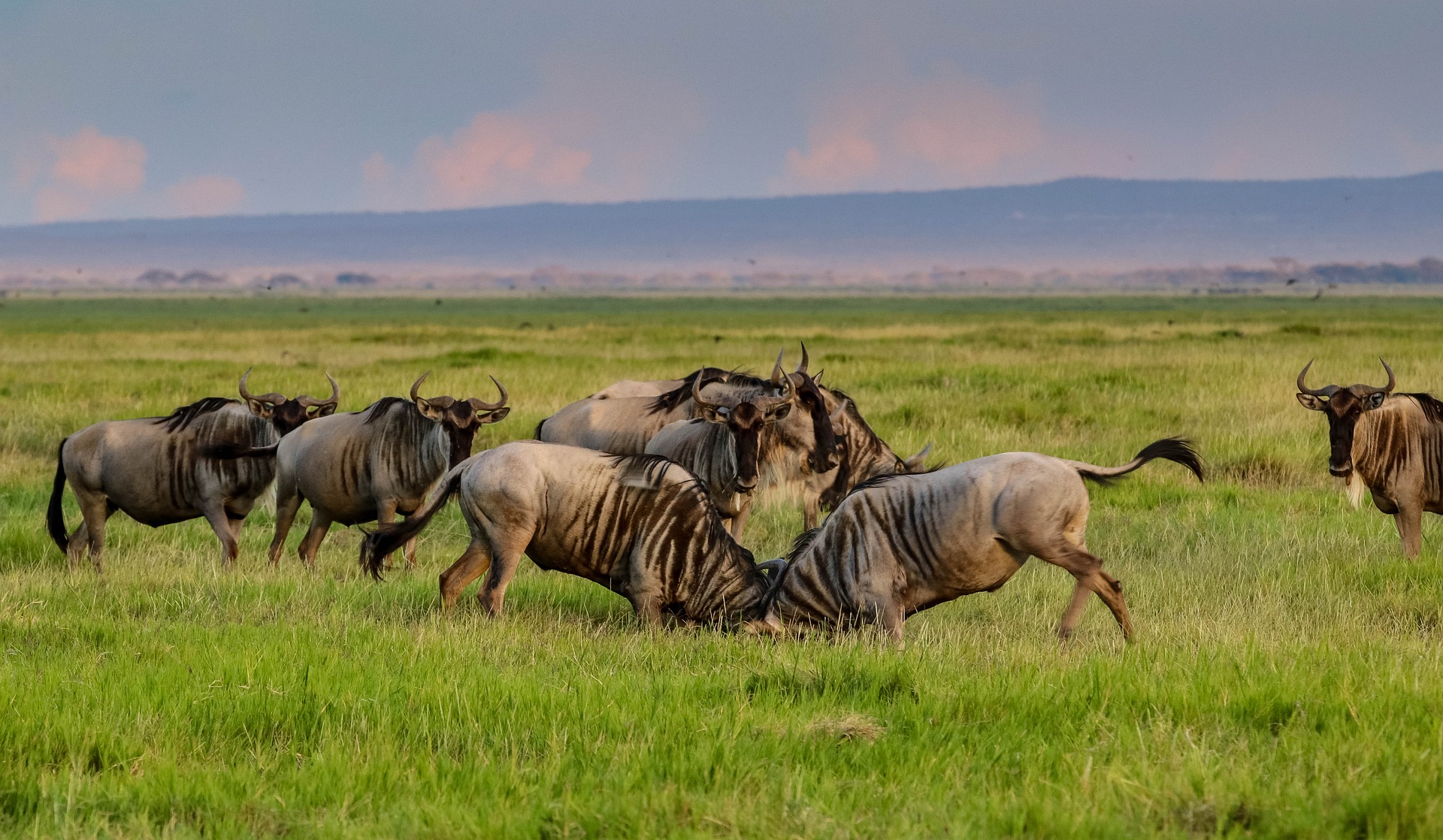 Wildebeest - Amboseli