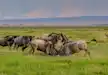 Wildebeest playing in Amboseli National Park.