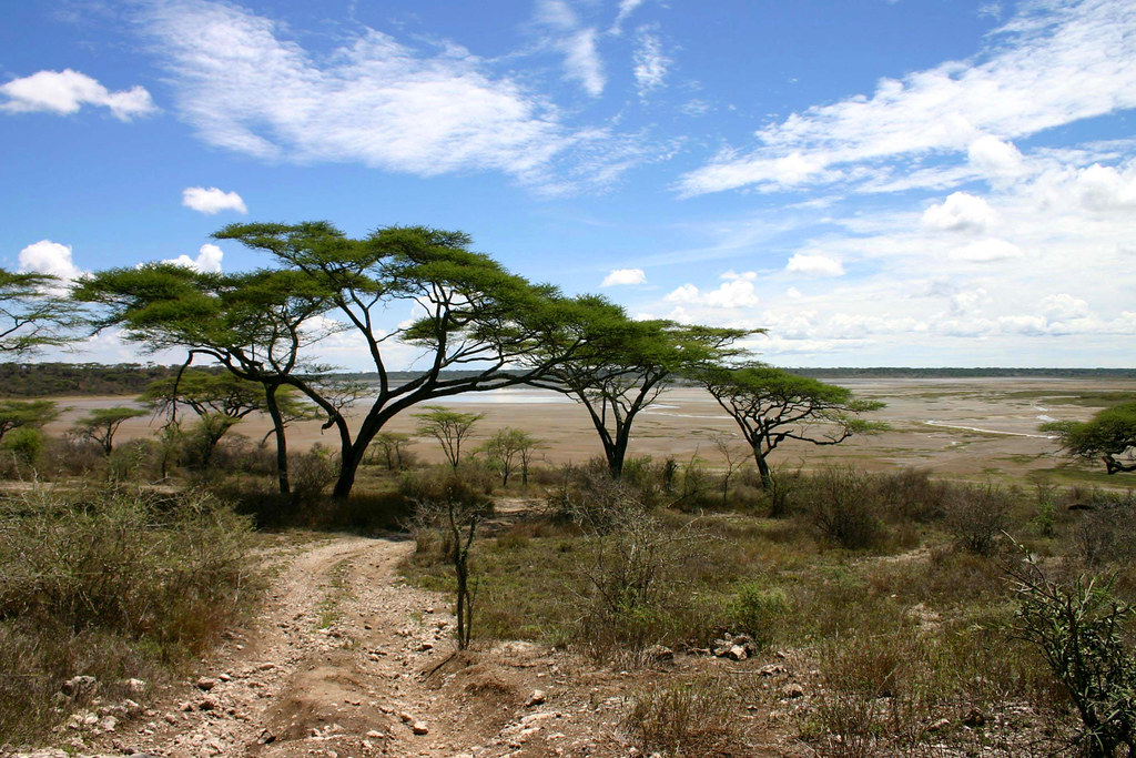 Acacia Manyara