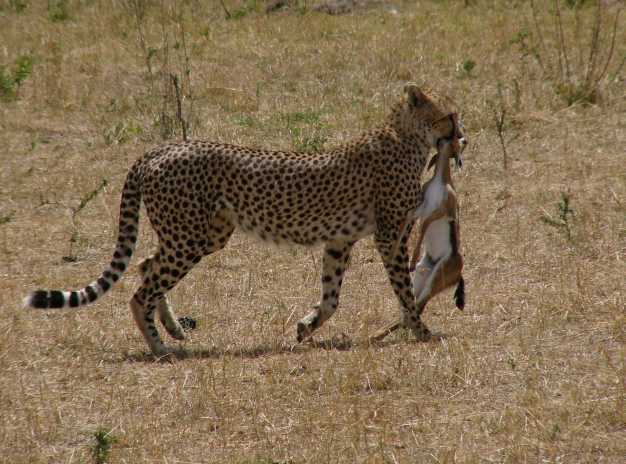 Cheetah with its prey, Masai Mara National Reserve. 