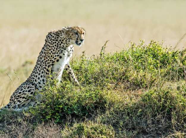 Cheetah getting ready to hunt in Masai Mara National Reserve. 