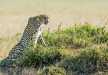 Cheetah getting ready to hunt in Masai Mara National Reserve. 