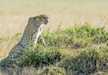 Cheetah getting ready to hunt in Masai Mara National Reserve. 