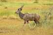 Greater Kudu