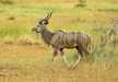 Greater Kudu