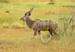Greater Kudu