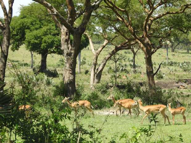 A herd of impalas grazing on the banks of Murchison falls.