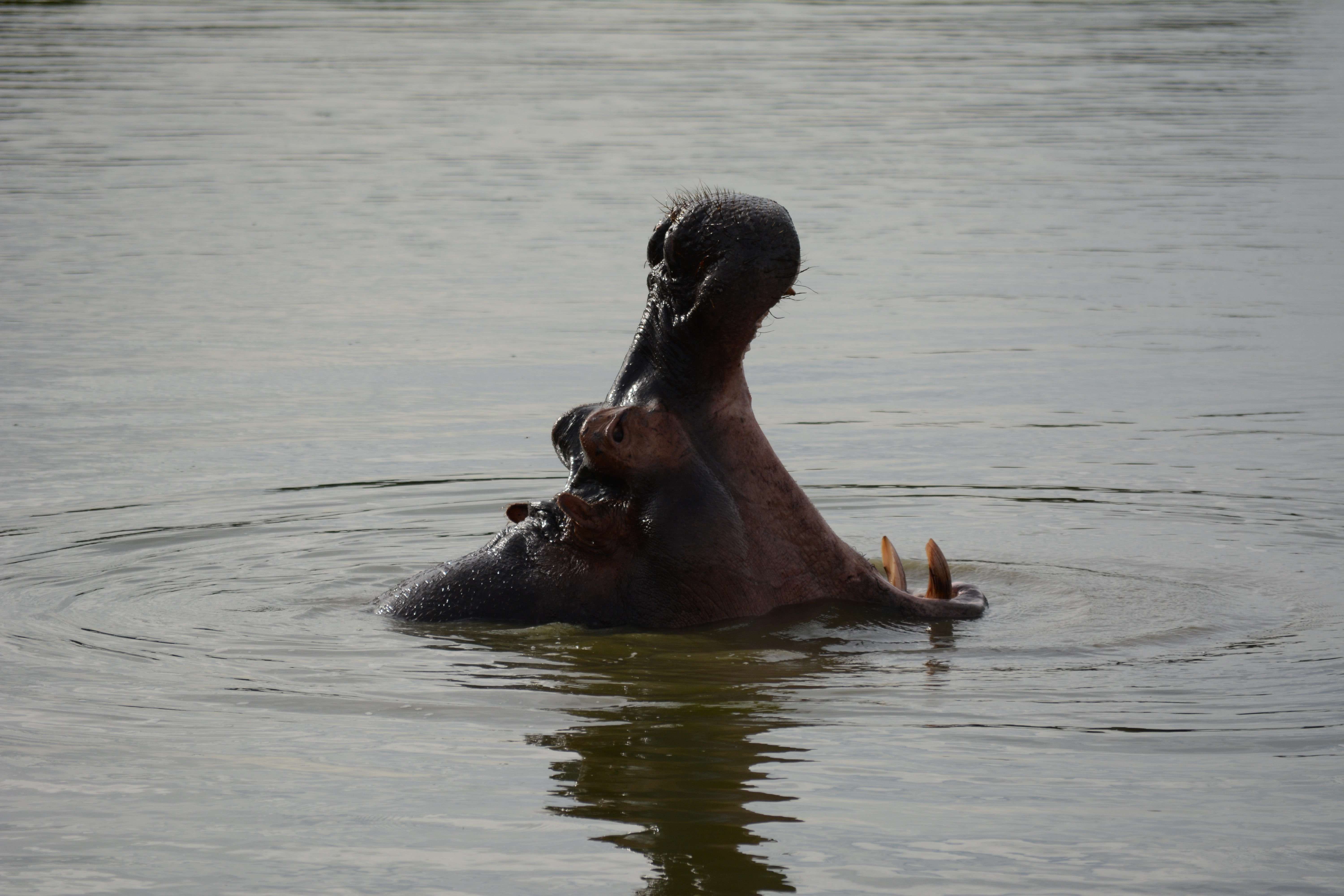  Hungry hippo pooling alone in Lake Mburo National Park.