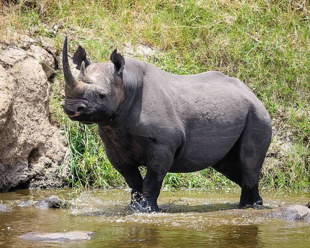 Rhino serengeti
