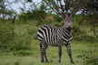 Solo Burchell Zebra spotted in the green land of lake Mburo NP.