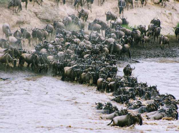 The famous Mara River Crossing in Masai Mara National Reserve.