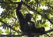Big male chimp hanging on the top of the fig tree in Kibale NP.