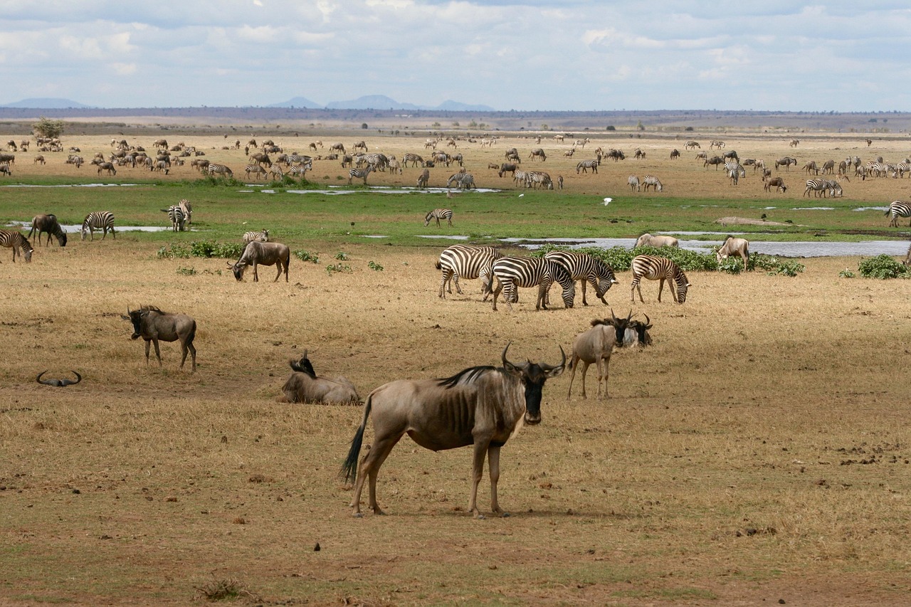 Recommended Kenya and Tanzania Itineraries