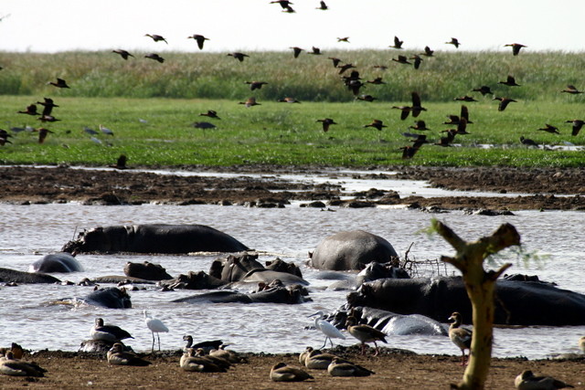Lake Manyara hippo pool