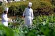 Organic vegetable garden