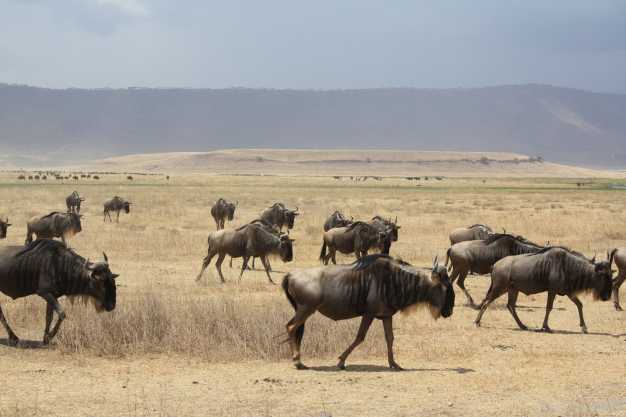 STOP! It's a wildebeest crossing ;) - Ngorongoro Crater