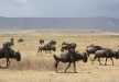 STOP! It's a wildebeest crossing ;) - Ngorongoro Crater