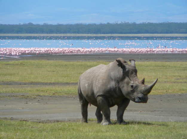 One of the best view in Lake Nakuru National Park - Pink Flamingos in the background and Southern White Rhino in front.