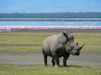 One of the best view in Lake Nakuru National Park - Pink Flamingos in the background and Southern White Rhino in front.