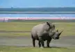 One of the best view in Lake Nakuru National Park - Pink Flamingos in the background and Southern White Rhino in front.