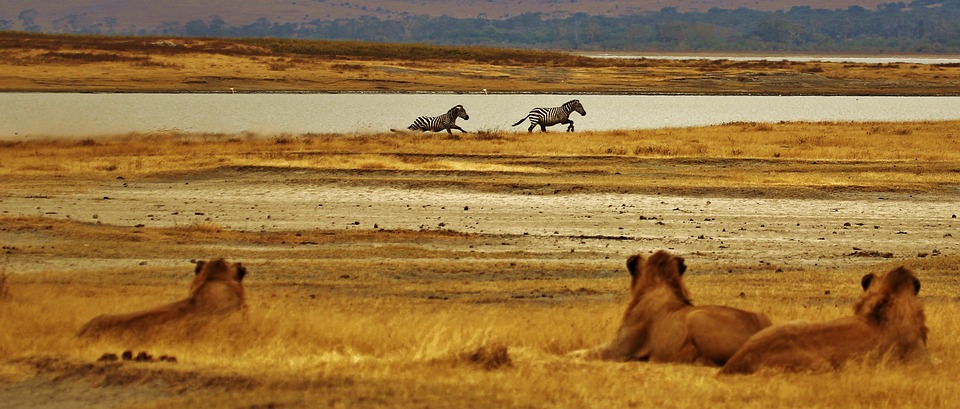 Lions-Zebras-Africa-Serengeti-Tanzania-Safari