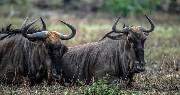 Relaxing wildebeests, Lake Manyara National Park