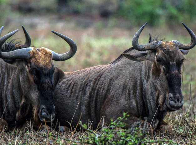 Relaxing wildebeests, Lake Manyara National Park