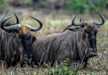 Relaxing wildebeests, Lake Manyara National Park