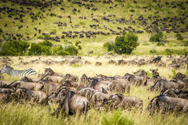Millions of Wildebeest spread across the plains of Masai Mara National Reserve. 