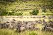 Millions of Wildebeest spread across the plains of Masai Mara National Reserve.