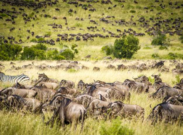 Millions of Wildebeest spread across the plains of Masai Mara National Reserve. 