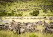 Millions of Wildebeest spread across the plains of Masai Mara National Reserve.