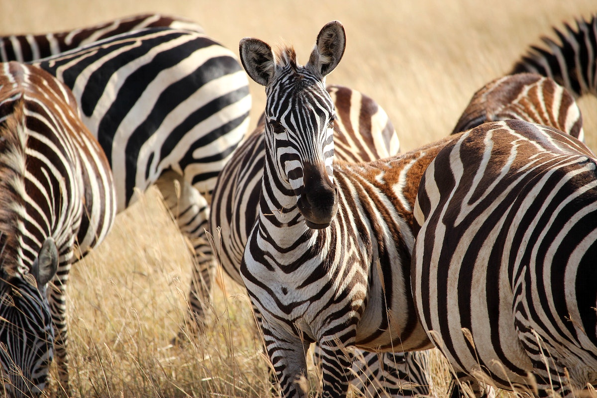 Ngorongoro zebra