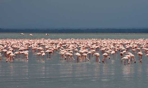 A small pat of Flamingo in Lake Nakuru feeding on the algae.