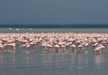 A small pat of Flamingo in Lake Nakuru feeding on the algae.